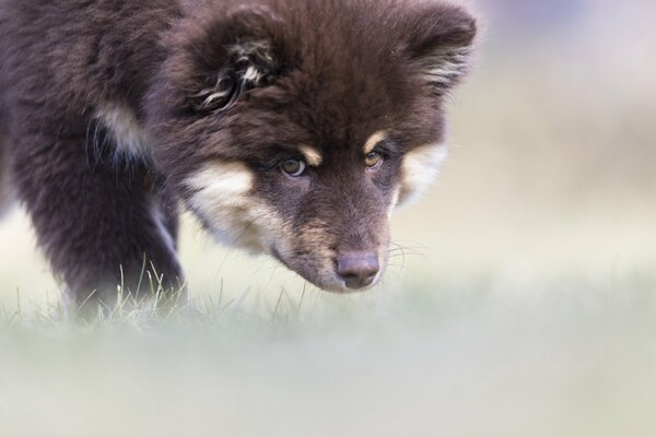 Mini bear in search of happiness