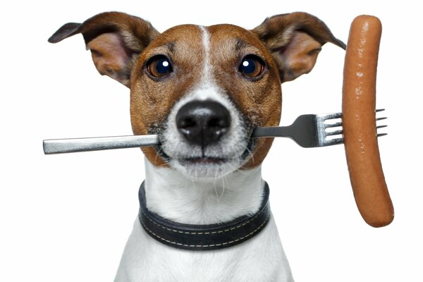 Hund Jack Russell Terrier mit Gabel und Wurst in den Zähnen