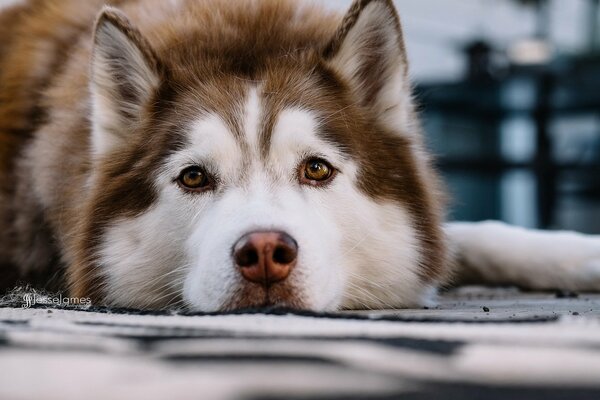 Regard triste et mignon de chien