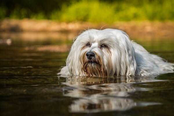 Il Bichon dell Avana fa una nuotata in acqua