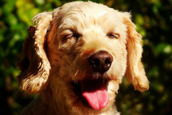 Chien avec un museau satisfait et les yeux couverts