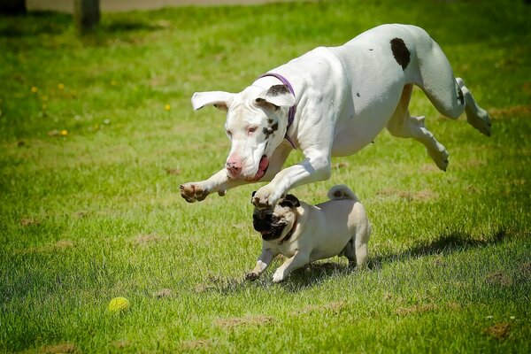 Dogs run a race on the grass