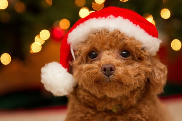 Bella faccia di cucciolo di barboncino in un cappello di Capodanno