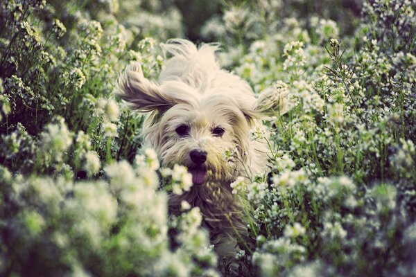 Fröhlicher Hund läuft in Blumen