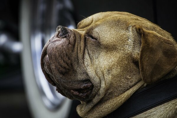 Portrait of a dog in close-up