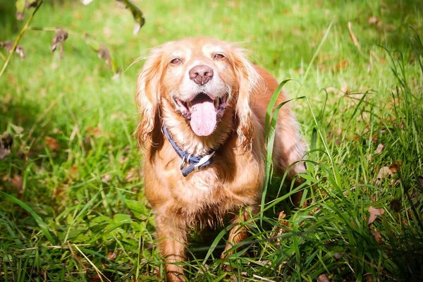 A red dog among the green grass