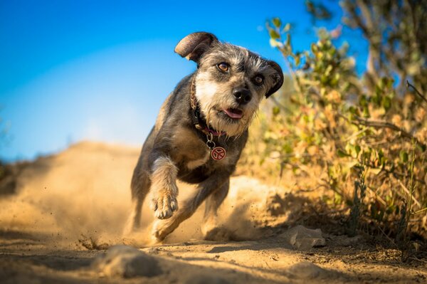 Dog running background dust