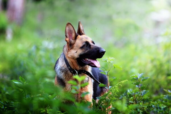 Der Schäferhund schaut mit ausgestreckter Zunge zur Seite