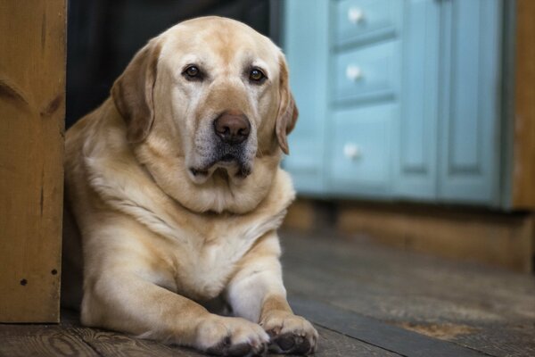 Devozione agli occhi del cane