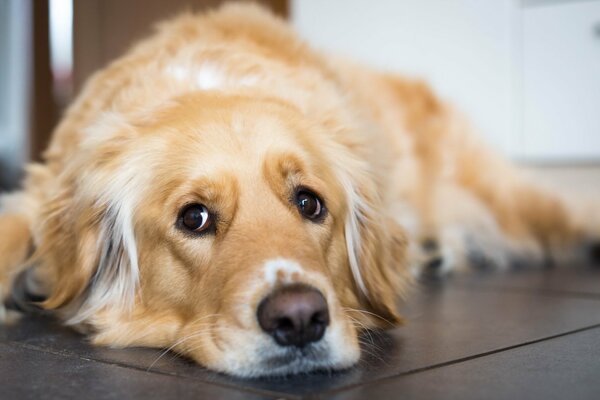 The look of a dog resting on the floor