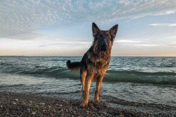 Cane sul mare, guardando in lontananza