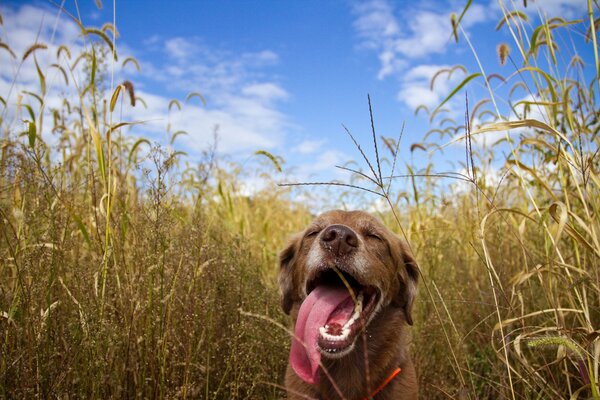 The dog in the field stuck out his tongue