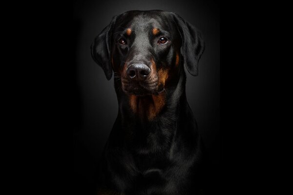 Magnifique Doberman sur fond noir