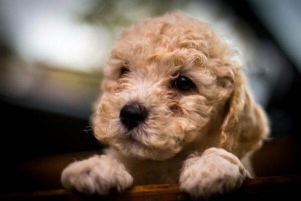 Cute muzzle of a curly-haired poodle puppy