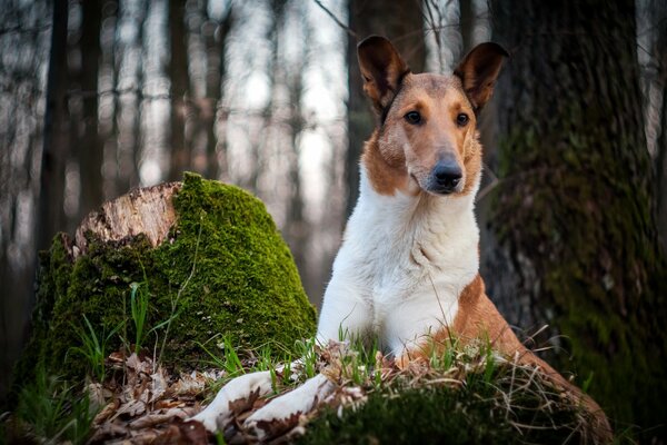 Mejor amigo. Perro cazando en el bosque