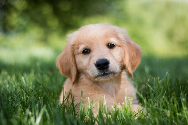 Cucciolo di Golden Retriever nell erba verde