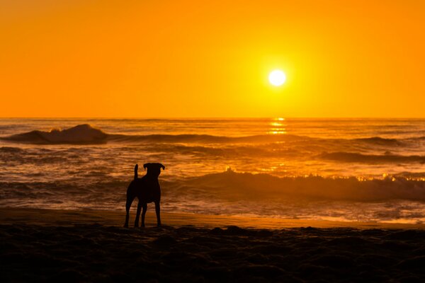 Schöner Sonnenuntergang am Meer mit Hund