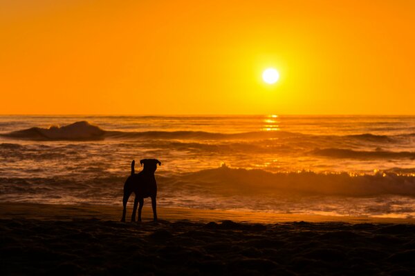 Piękny zachód słońca nad morzem z psem