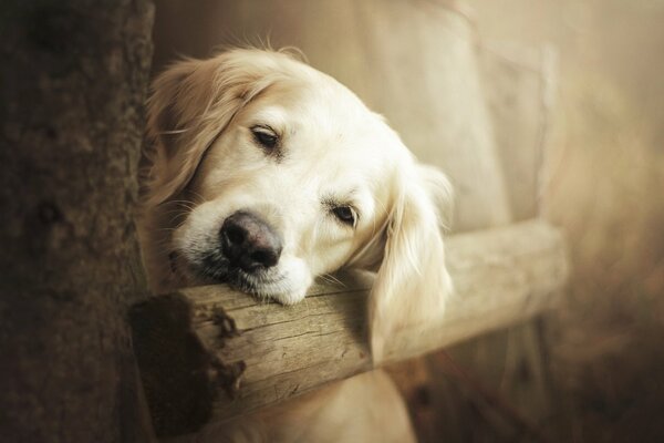 The dog is sad leaning against the fence