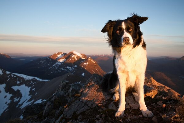 Ein schwarz-weißer Hund auf einem Berg