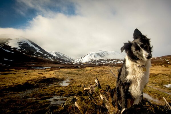 Собака с пристальным взглядом на фоне гор