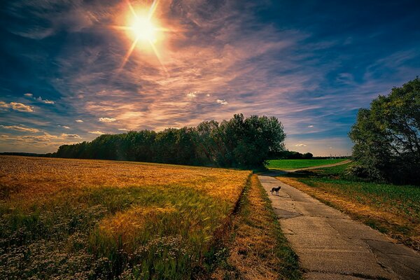 Cane sulla strada del mattino