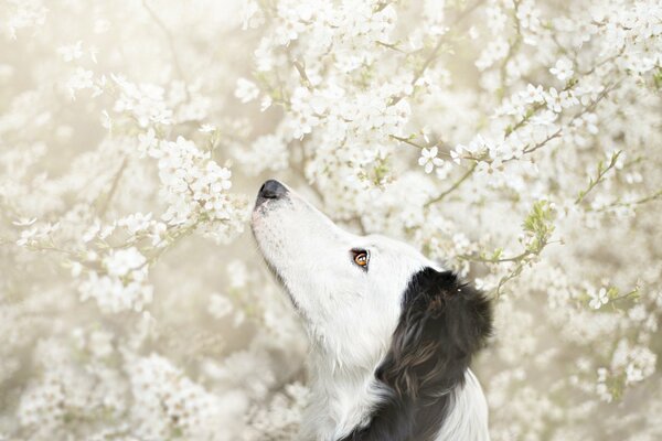 Der Blick des Hundes auf die blühenden Bäume
