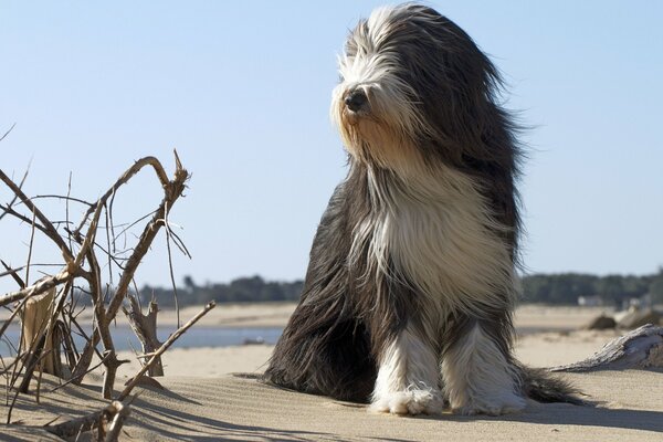 Hund am Meer