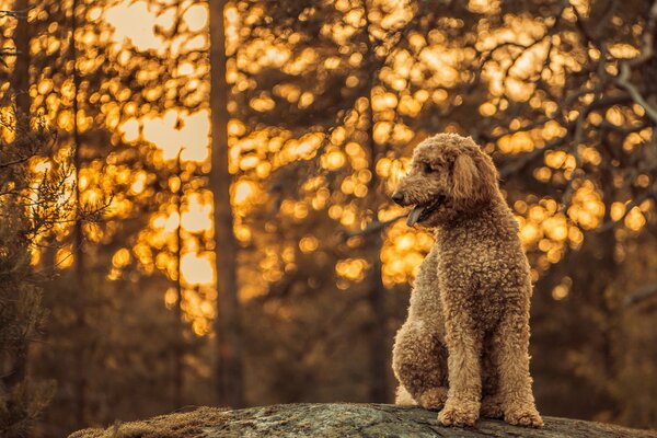 Perro vista amigo bosque