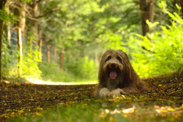 Zottiger Hund im grünen Wald