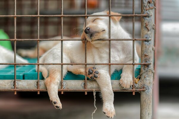 Hund schläft in einem Käfig