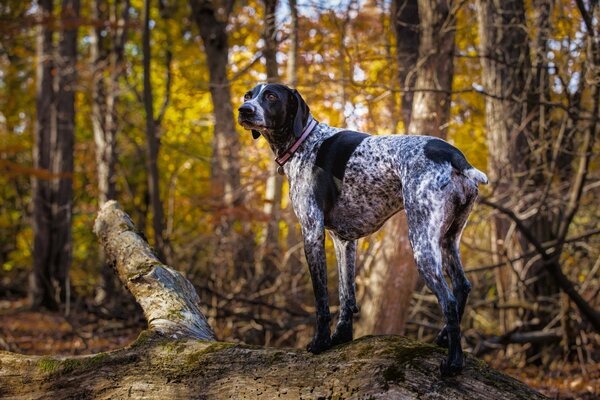 Black and white hunting dog in the autumn forest