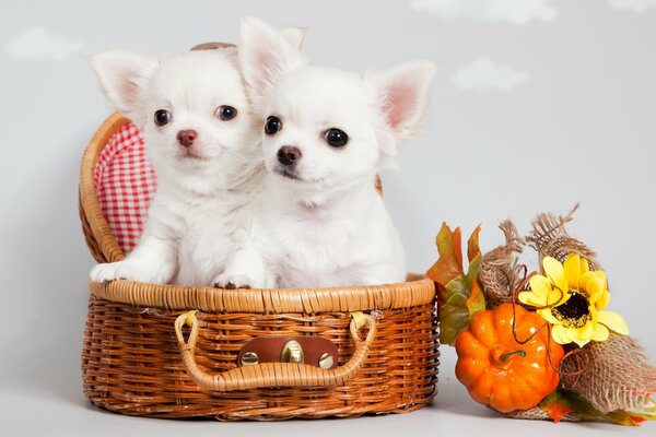 Lindos cachorros blancos de Chihuahua sentados en una cesta