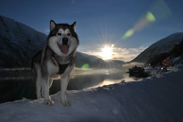 Husky Hund auf dem Hintergrund der schneebedeckten Berge