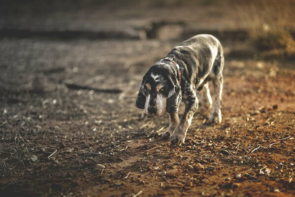 Vista predatoria del cane sulla terra