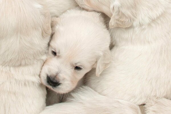 Weißer Welpe zwischen großen Hunden