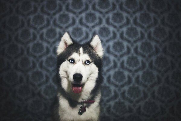 Husky, la langue, me regarde