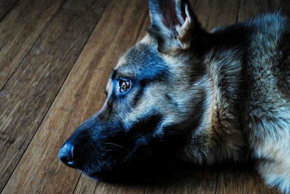 Schäferhund schaut mit traurigem Blick