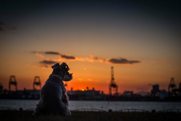 Dog on the background of the river during sunset