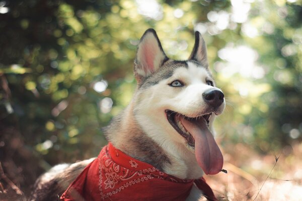 Makro fotografowanie Husky na łonie natury