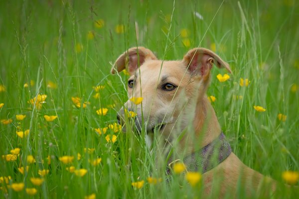 Hund Gras Blick Freund