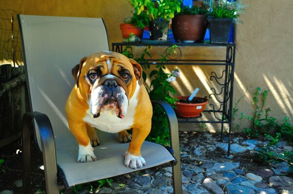 Die englische Bulldogge sitzt auf einem Stuhl