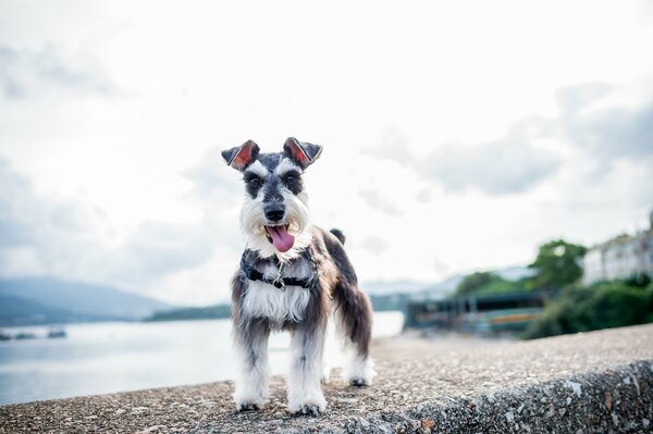 Terrier on the embankment of the river bank