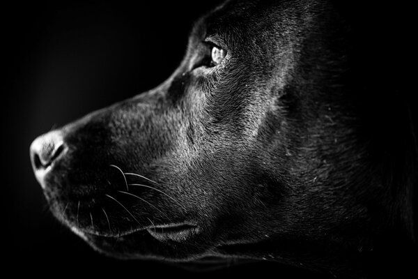 La mirada melancólica de un Labrador