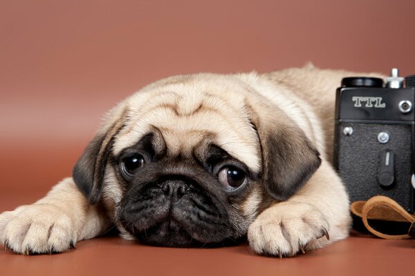 Pug puppy at the camera