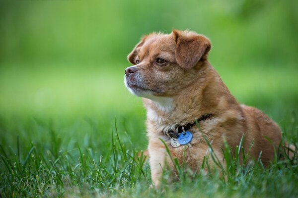 Собака с ошейником в зелёной траве