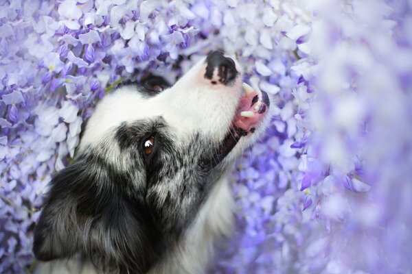 El perro admira y disfruta de la vista de la belleza etc