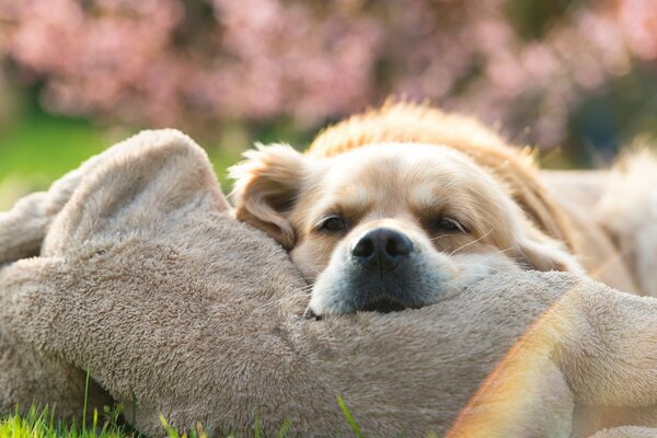 Perro ligero durmiendo en un juguete