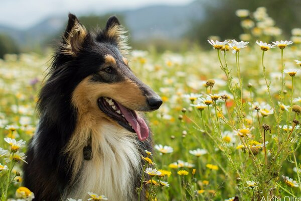 Chien dans une clairière fleurie en été