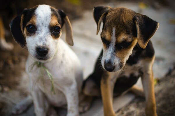 Dos lindos cachorros sentados uno al lado del otro